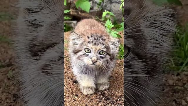 В Ленинградском зоопарке родился детеныш манула