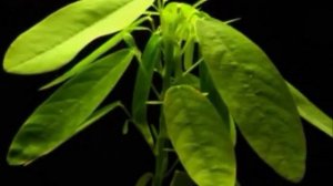 "Танцующее растение" Десмодиум — экзотика на подоконнике