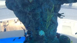 Поднимаемся на лифте внутри аквариума в ТЦ " Океания" ( Aquarium in a shopping center in Moscow)