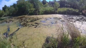 Натаска дратхаара на утку (часть 1)