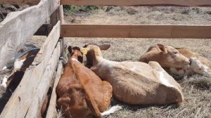 4 месячные Симменталы телята бычки и телки греються на солнышке  4 month old Simmentals calves gobi