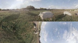 Farm Sanctuary VR