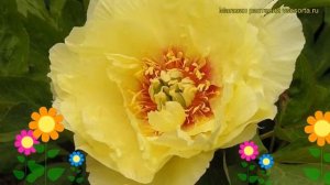 Пион ито Праирие Чарм. Краткий обзор, описание характеристик, где купить paeonia itoh Prairie Charm