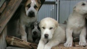 Алабаи, выращенные без мамы