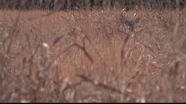 Sony FDR AX43 Sample clips for demonstration смотреть онлайн