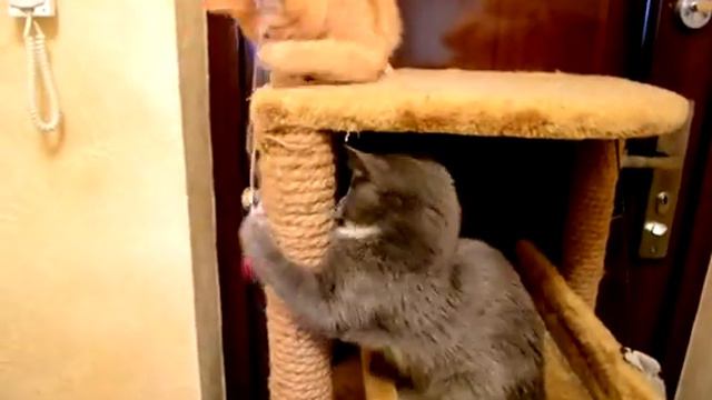 слепой котенок Тинки и Рич