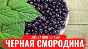 ЧЕРНАЯ СМОРОДИНА / Нюансы сбора и заготовки / Настои / Лечебные св-ва / Аптека под ногами