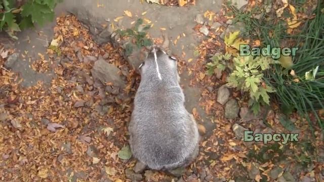 Английский язык - Видеословарь: Животные в зоопарке