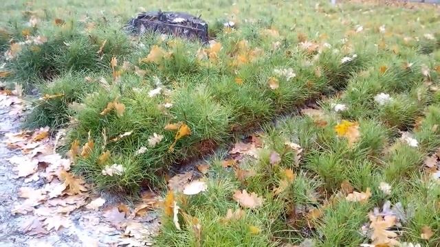 Сеянцы сосны ( питомник ) смотреть онлайн