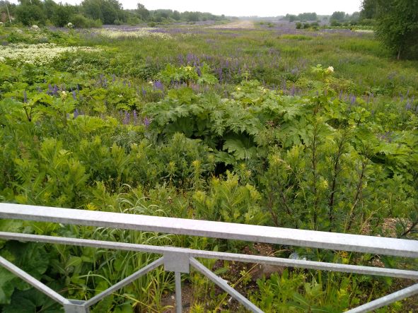 Прогулка по лесу для настроения. смотреть онлайн