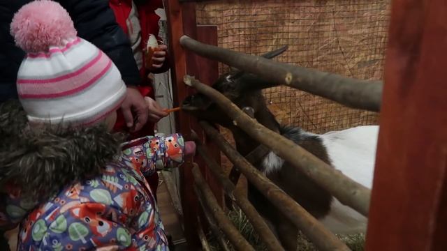 Парк Лужники. Зима. Москва. Катя, папа и Дима гуляют по парку. Идут в контактный зоопарк смотреть онлайн