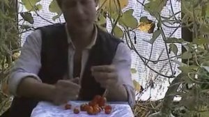 Сорт помидора Чесночный.
