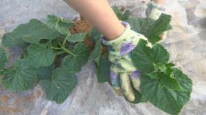 Борьба со слизнями и улитками продолжается. Результат использования пива