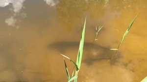 Осетр выращенный в пруду