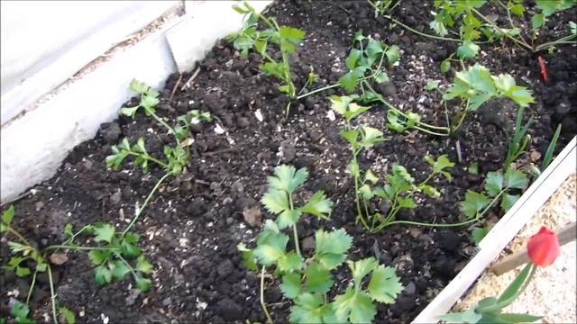 Высадила корневой сельдерей. смотреть онлайн