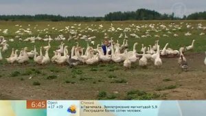 Один день на гусиной ферме.