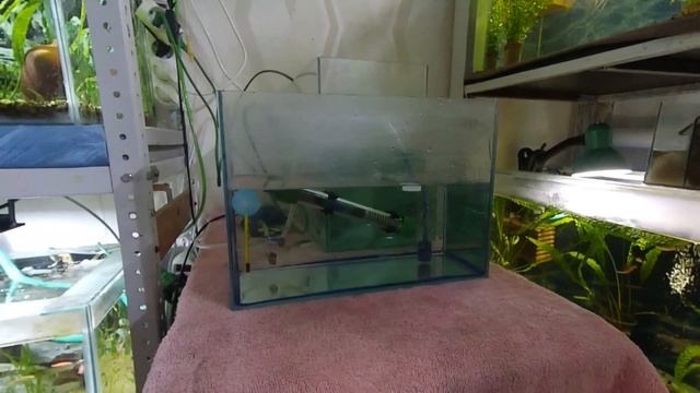 ЛЕЧИМ МЕЧЕНОСЦЕВ И ГУППИ АНТИПАРОМ смотреть онлайн