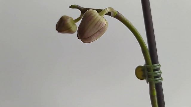 Роспуск орхидеи Champion Lightning (бабочка) 2023год.🌺🌺🌺