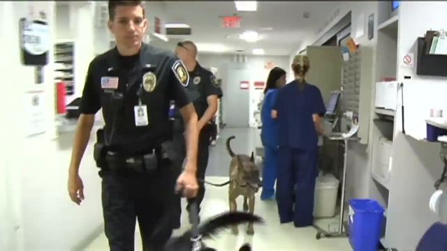 The Security Dogs 2 смотреть онлайн