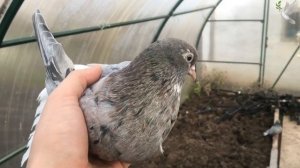 Николаевские мраморные голуби 30.10.20