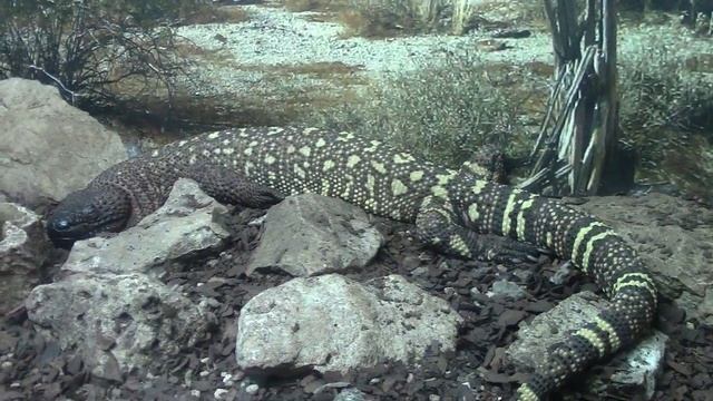Мексиканский Ядозуб / Beaded lizard смотреть онлайн
