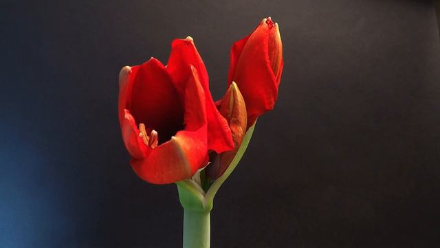 Amaryllis 2019 смотреть онлайн