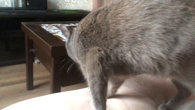 Котёнок из приюта, спустя 14 месяцев.