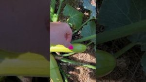 Кабачки Кинар и Велиж от Гавриш