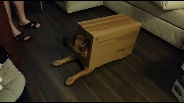 Стаффорд Ева, арбуз и автобус))) смотреть онлайн