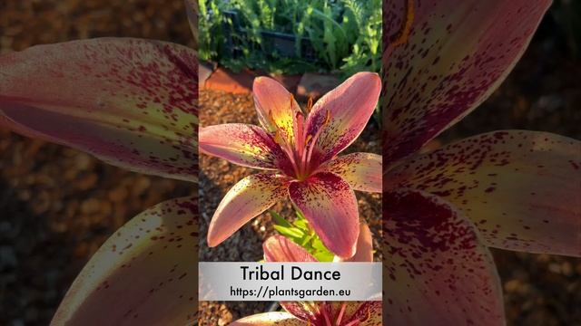 Lily - Tribal Dance