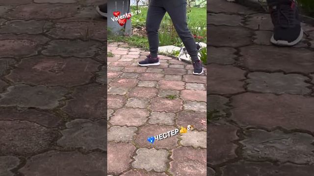 Бело-ГОЛУБОЙ чихуахуа 3 месяца #купитьщенка #чихуахуа #chihuahua #щенкичихуахуа #puppy #щенок смотреть онлайн