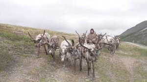 О жизни ханты оленеводов | Северный колорит