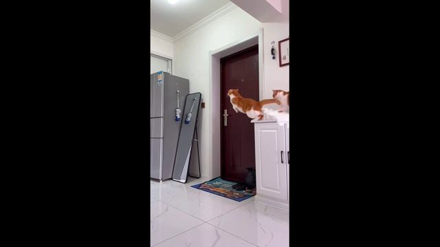Самый аккуратный и осторожный на свете медведь