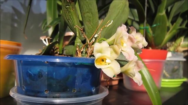 Rodriguezia Granadensis: My #1 Orchids
