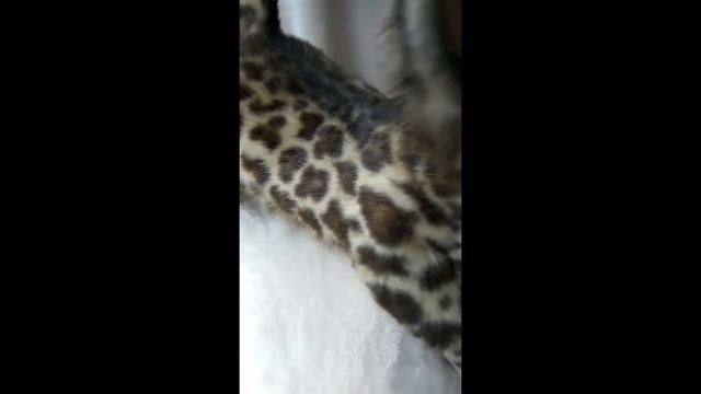 Леопард Дарси Мягкая игрушка смотреть онлайн