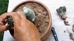 cactus repotting | gardening tips | gardening passion