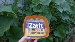 ТЛЯ НА ОГУРЦАХ.. БОРЬБА С ТЛЕЙ....СРОЧНО СПАСАЕМ УРОЖАЙ