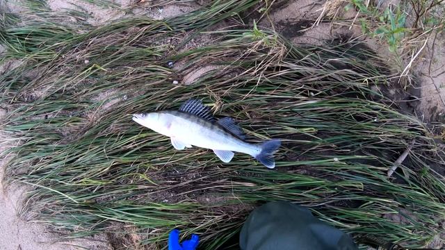 Судак на воблер Minnow на закате на реке Ока В Тульской области! смотреть онлайн