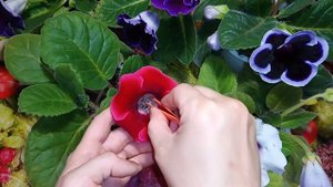 Переопыляю ГЛОКСИНИИ. Цветы из своих семян! 🌸🌸🌸