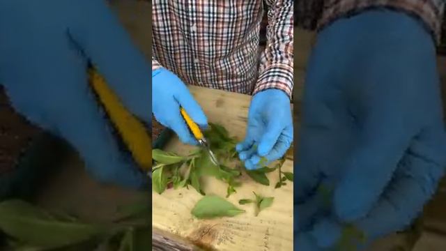 Surfinia জাতের Trailing পিটুনিয়ার চাষ নিয়ে ফেইসবুক থেকে Recorded লাইভ এখানে আপলোড করলাম смотреть онлайн