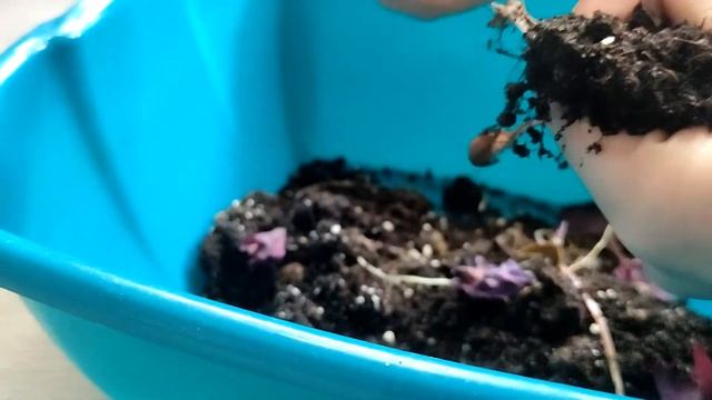 Завял Оксалис (Кислица). Что делать?