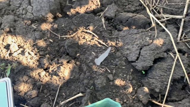 Взвешиваем сорт Нижегородец смотреть онлайн