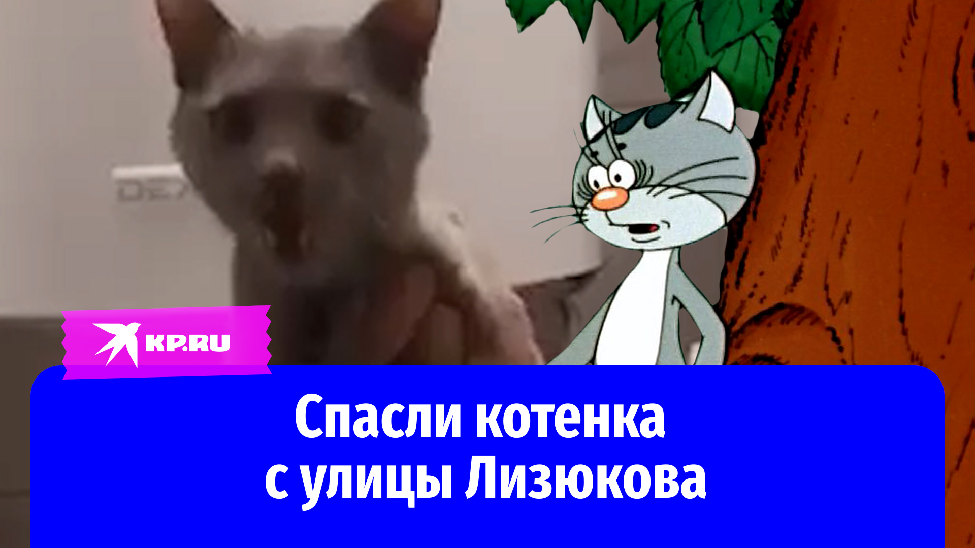 Кот с улицы Лизюкова мультфильм