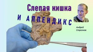 Слепая кишка. Аппендикс или червеобразный отросток