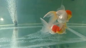 Оранда "Красная шапочка". red cap oranda.