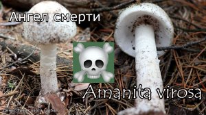 Белая поганка или Мухомор вонючий | Amanita virosa