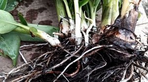 Как размножить банан (первый способ)