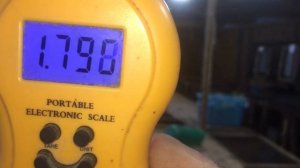 Вес Калифорнийских крольчат в 55 дней