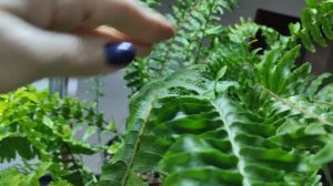 Мои  папоротники.☘️🌿🍀Обзор коллекции. #комнатныерастения #папоротник #обзор #растения