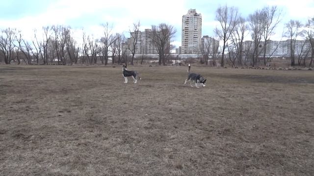 ПроГулька с щенками Хаски смотреть онлайн